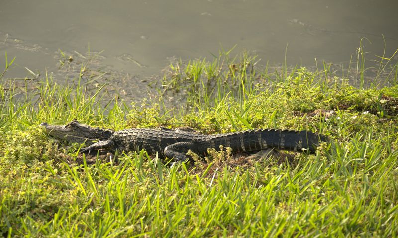 Neighborhood Ponds Can Contain Alligators