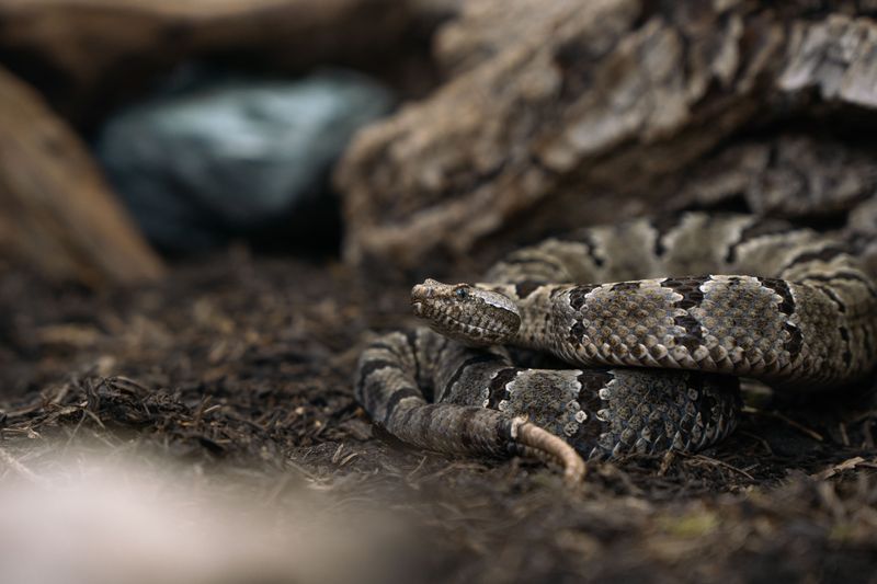 Banded Rock Rattlesnake