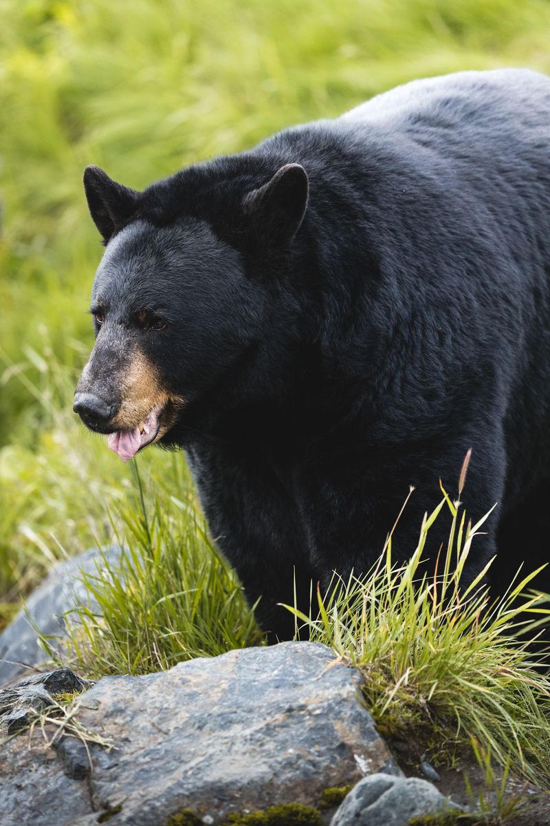 American Black Bears