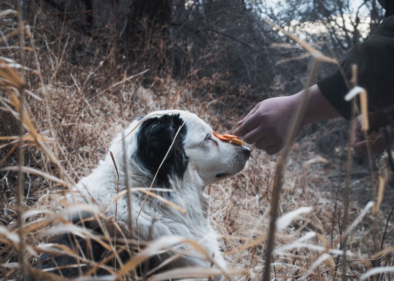 Do Not Let Your Dog Chase It