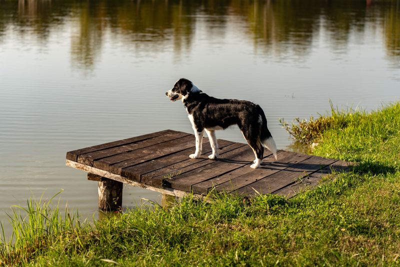 Fences Near Ponds Still Need a Human Present