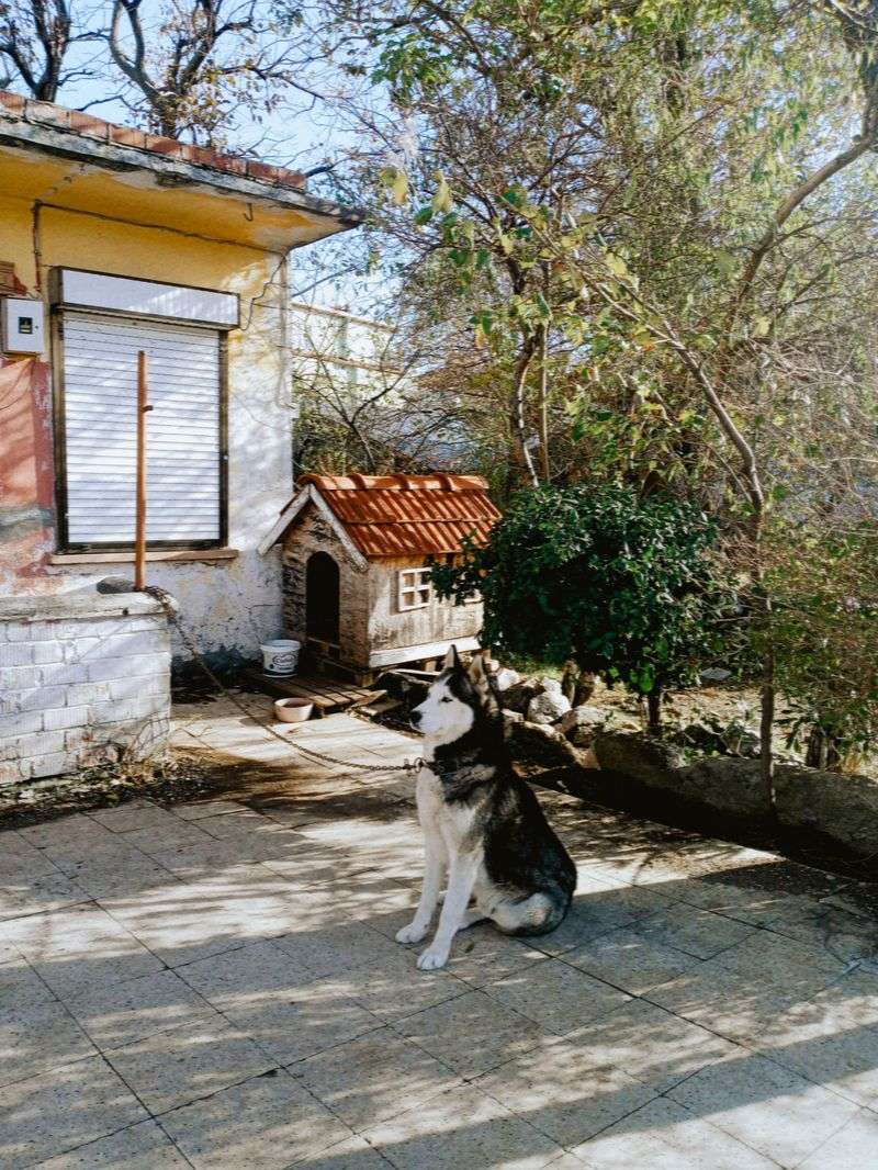 Outdoor Dogs Need Real Shelter