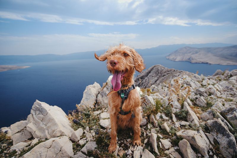 Thinner Air Asks More Of Your Dog's Lungs