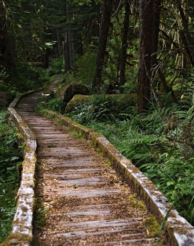 Olympic National Park Limits Dogs to Specific Trails and Areas