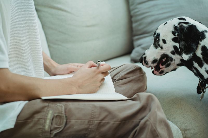 Keeping a Barking Log Can Help