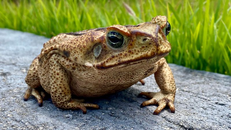 Cane Toads Can Be a Serious Backyard Hazard