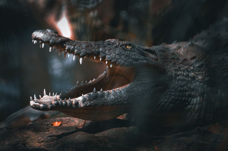 Hissing Or An Open Mouth Means Go