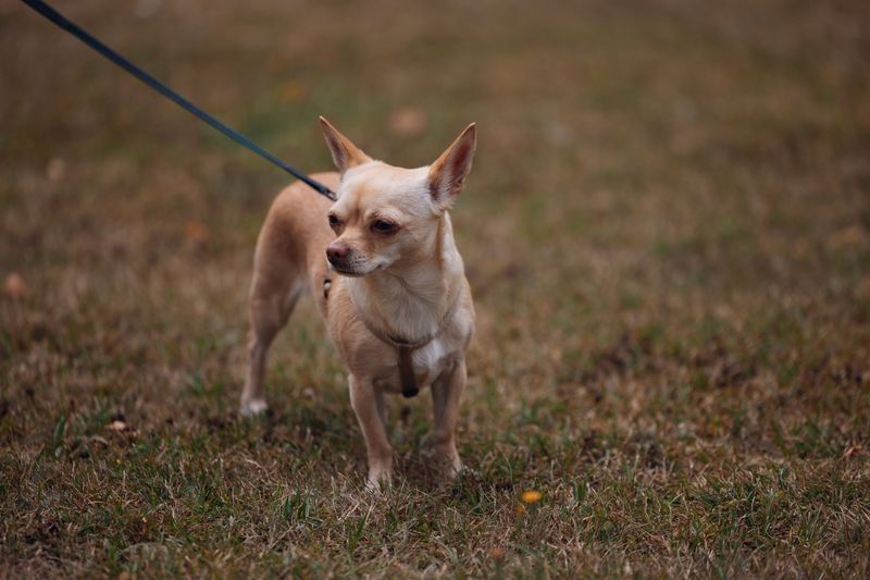Keep Your Dog Leashed