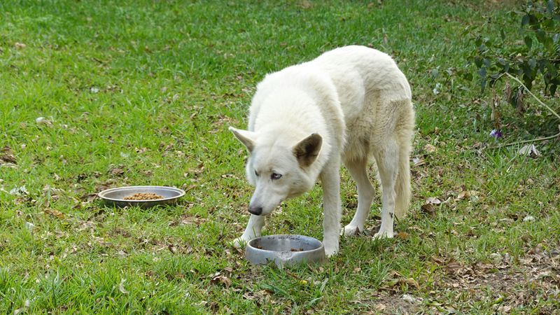 Remove Outdoor Pet Food and Water Bowls