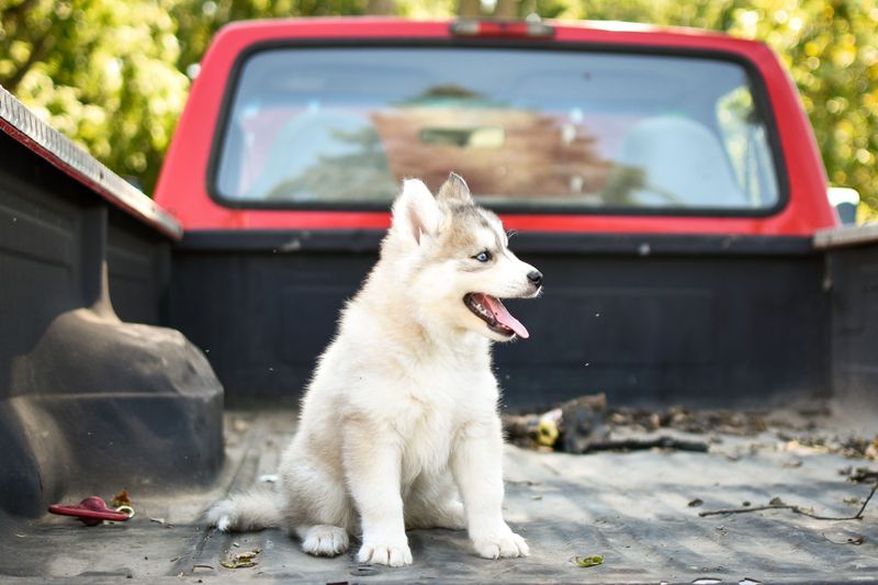 Keep Dogs Out of Pickup Truck Beds During Hot Weather