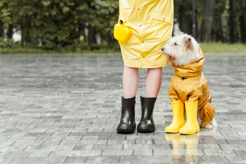 Review Your Dog's Evacuation Plan Every Hurricane Season