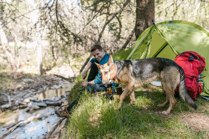 Dogs Are Welcome At Regular Campsites