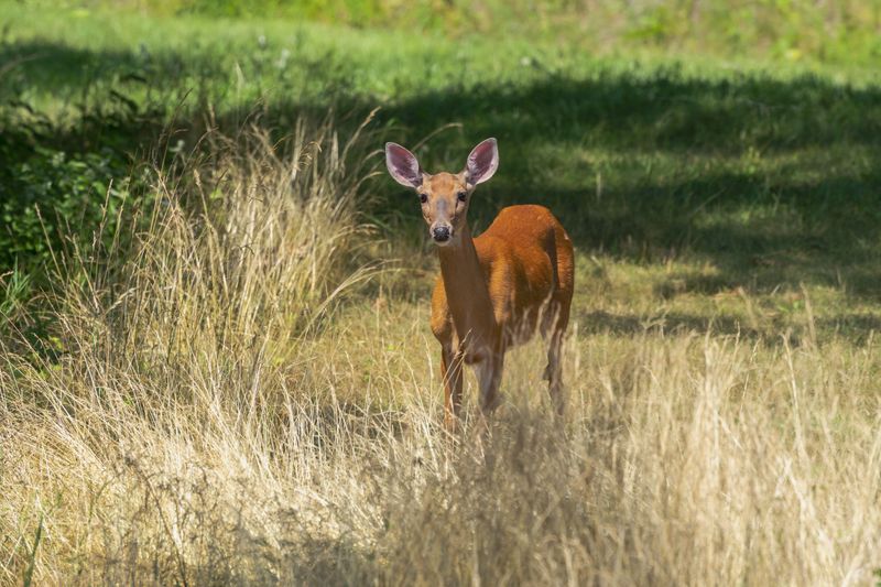 Give Wildlife Plenty Of Space