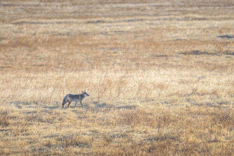 Give The Coyote Plenty Of Space