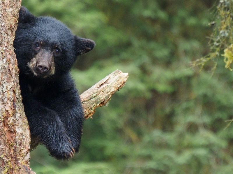 Give Bears an Easy Way Out