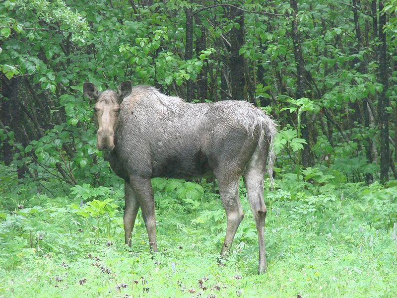Give the Moose Plenty of Space
