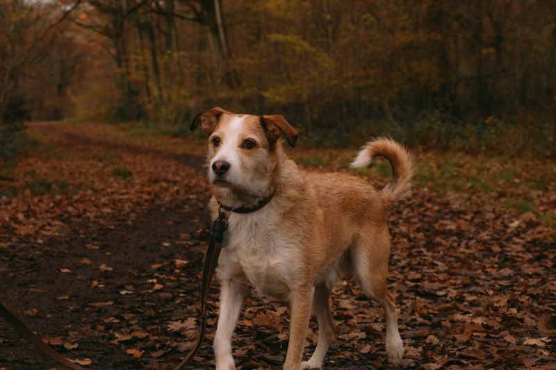 Use a Leash Near Unfamiliar Water