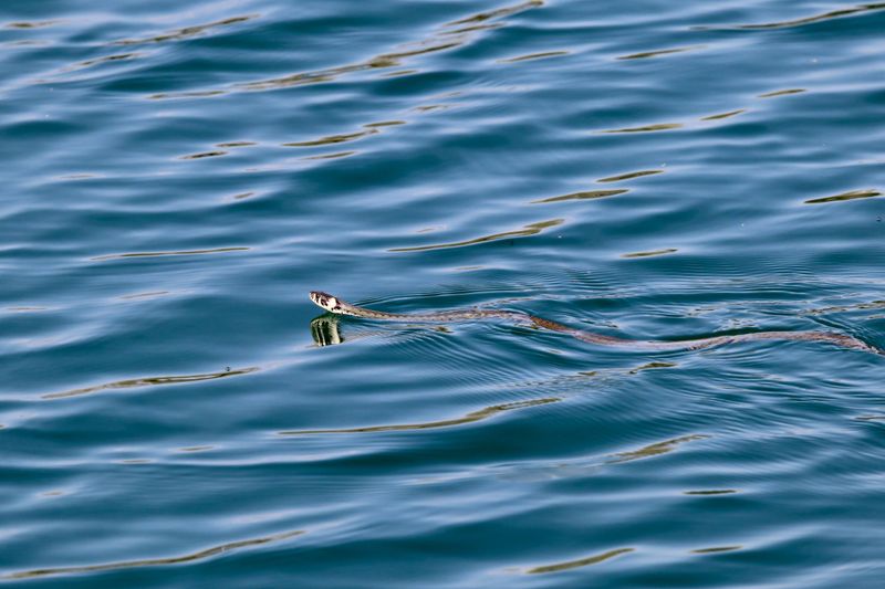 A Snake in the Water Does Not Automatically Mean Danger