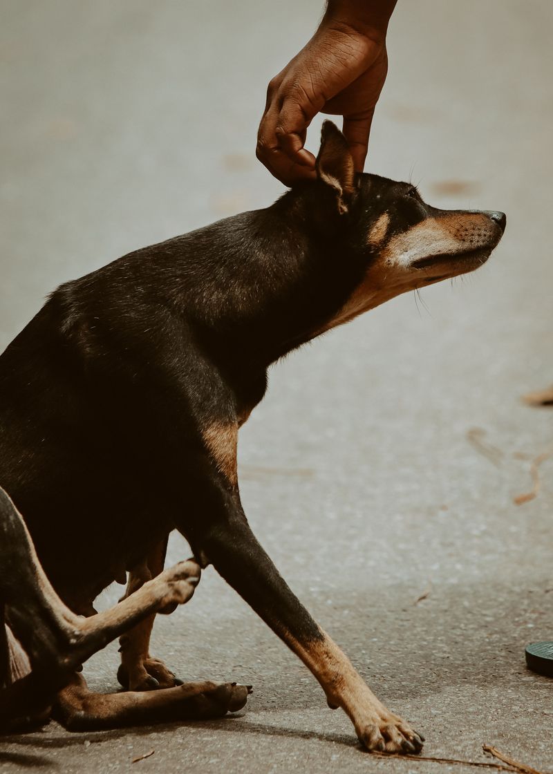 Check Your Dog for Bites, Scratches, Bleeding, or Limping
