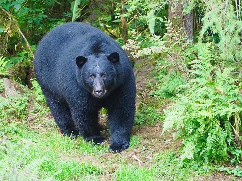 If a Bear Keeps Approaching, Change Your Response
