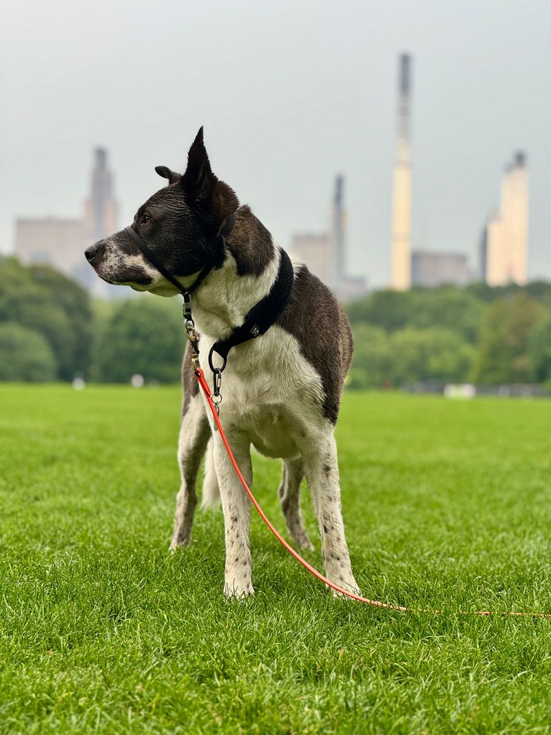 Dog Runs Are Not the Only NYC Off-Leash Option