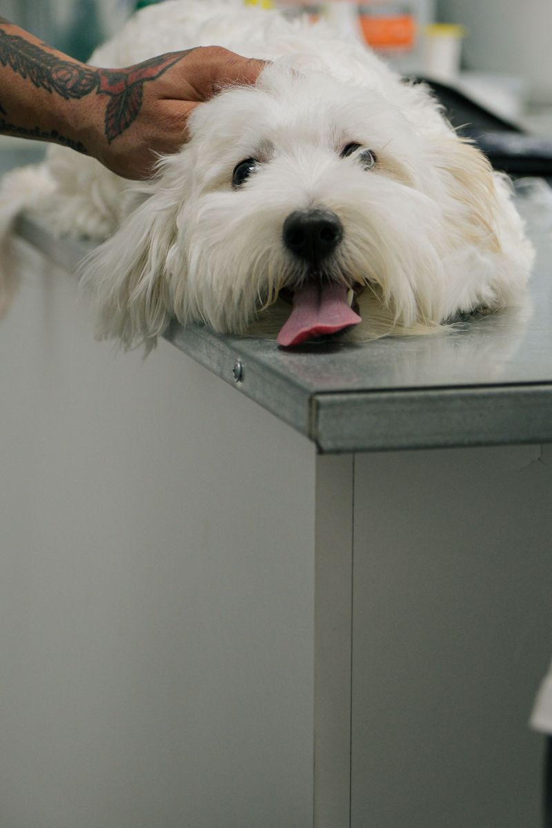 Dog Owners Need to Think About More Than Fleas