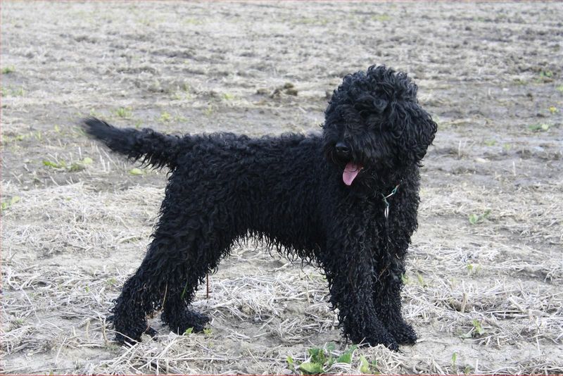 Barbet
