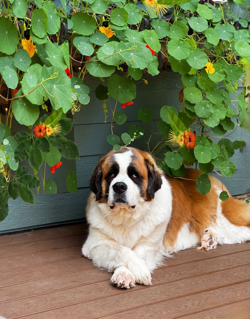 Saint Bernard