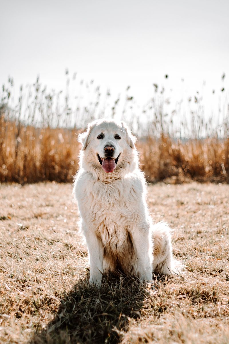 Great Pyrenees