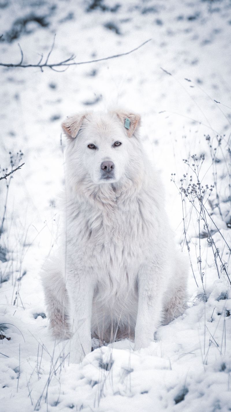 Kuvasz