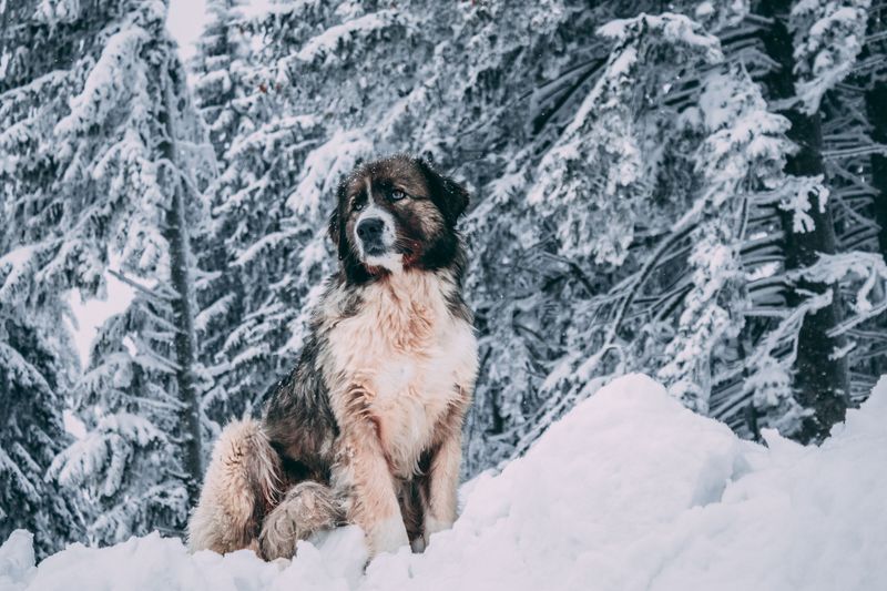 Saint Bernard Is Made For Snowy Weather