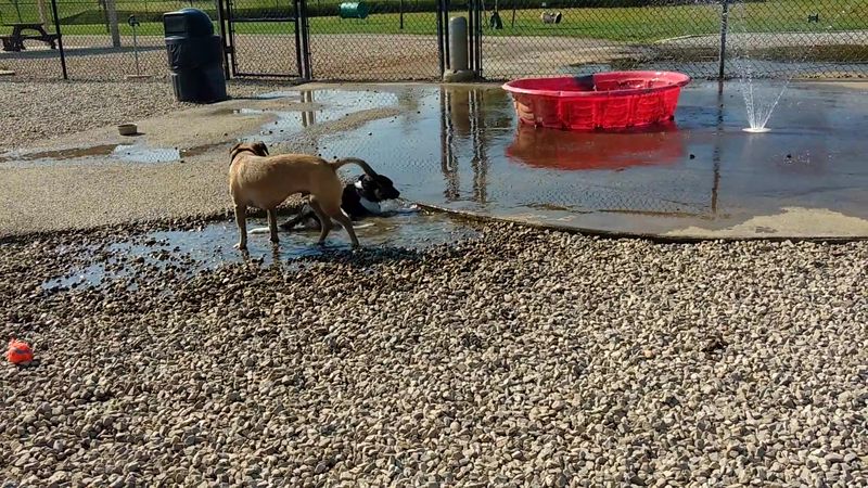 Heritage Trail Park Doggie Splash Pad - Hilliard