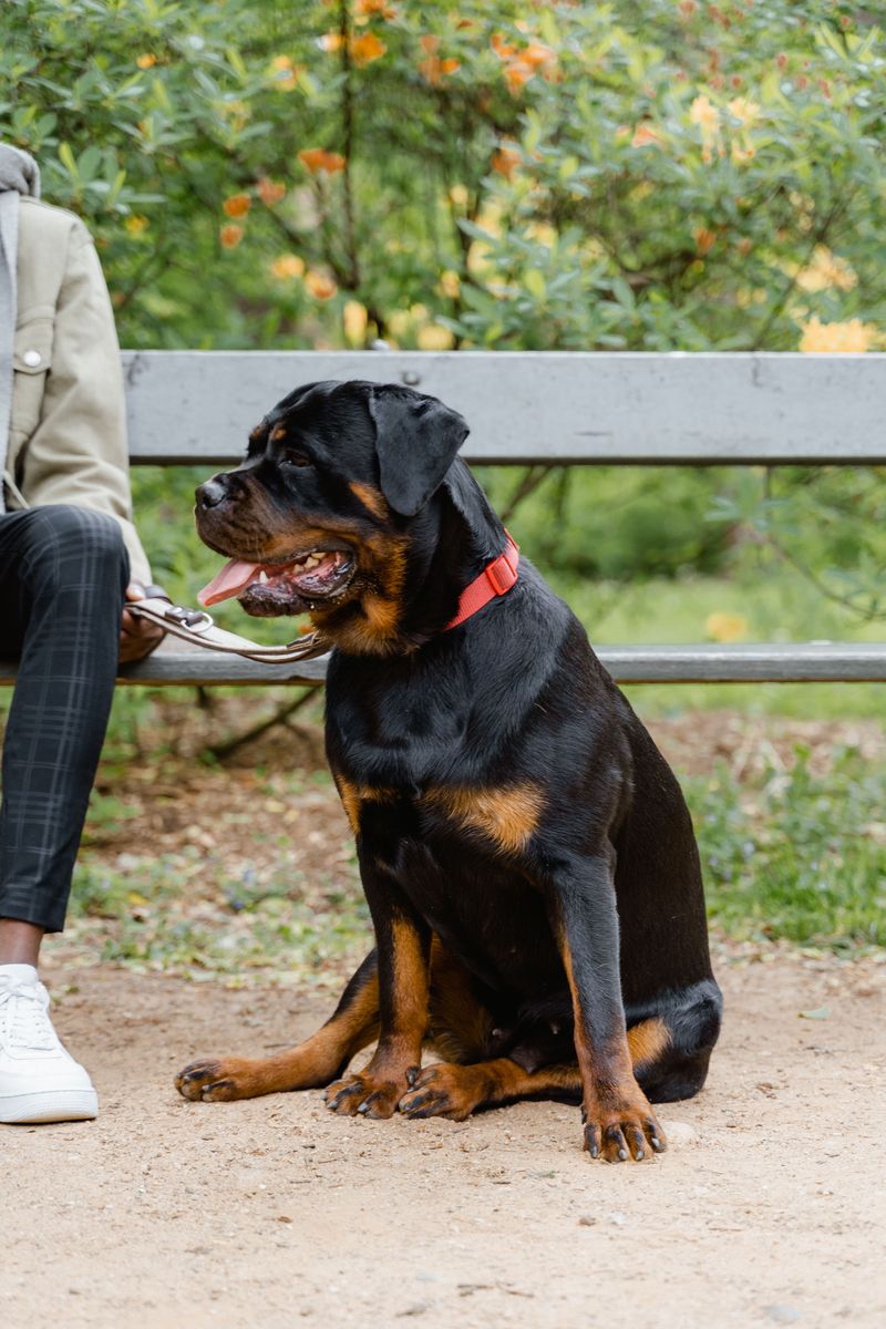 Unattended Dogs Are Not Permitted