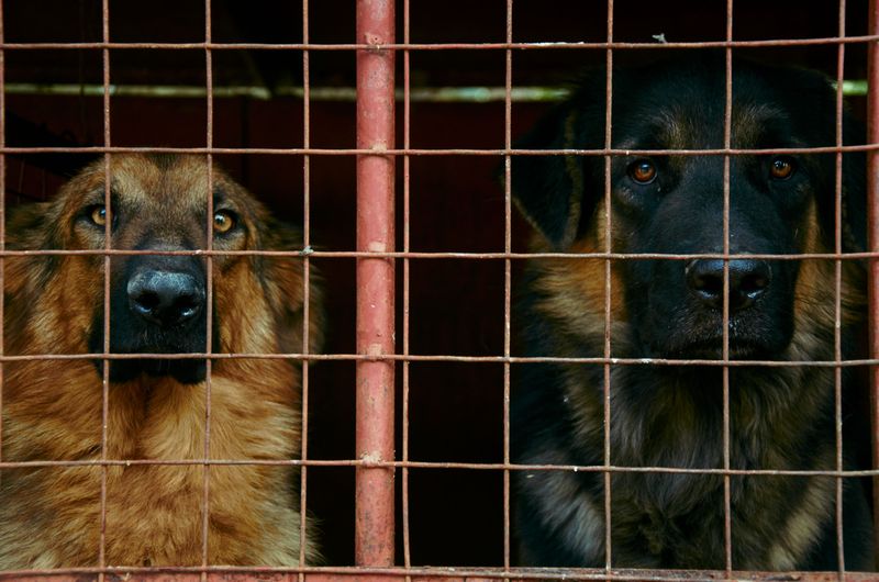 Bite Reports Can Trigger a Confinement Order