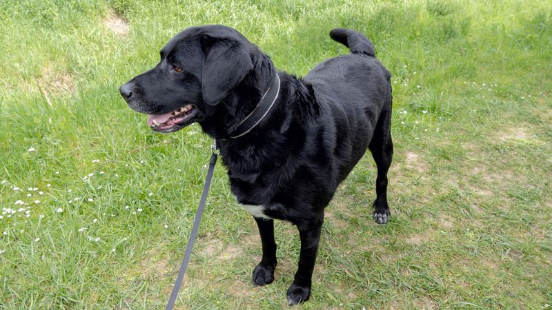 Six Foot Leashes in State Park Campgrounds