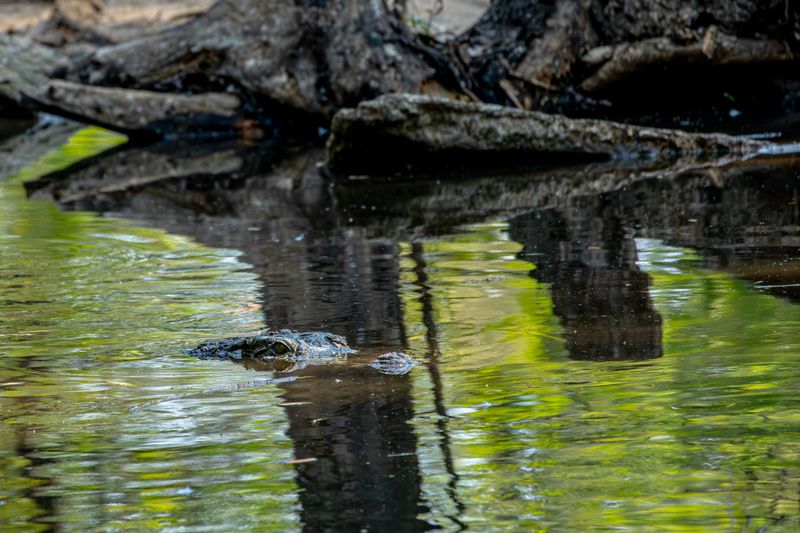 Treat Almost Any Lowcountry Water As Gator Water