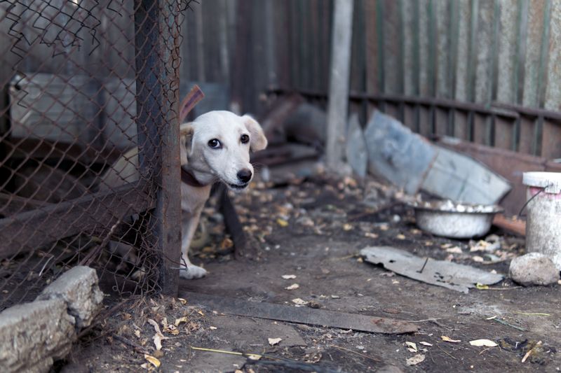 Animal Cruelty Laws Still Apply Regardless of Dog Count