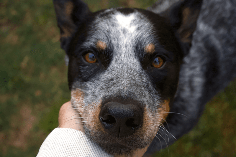 Animal Control Investigates but Does Not Pay Your Bill