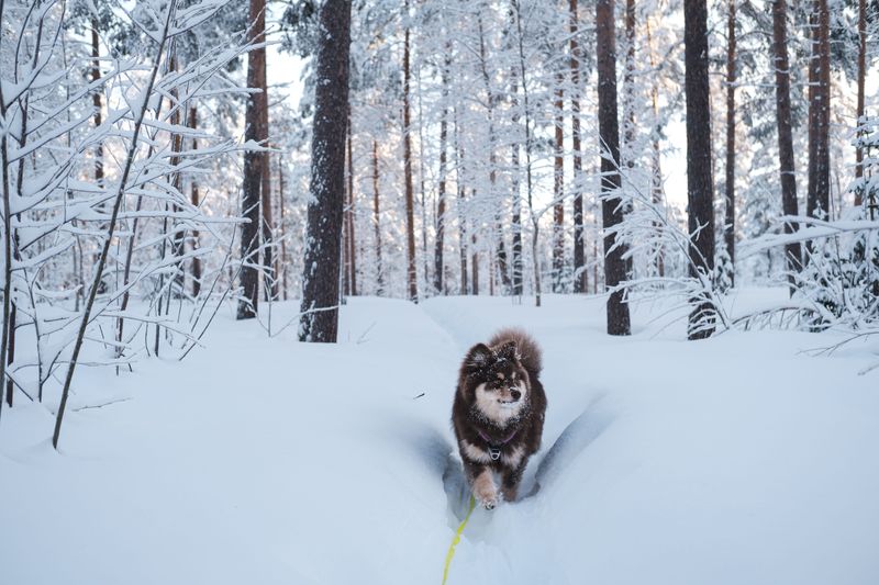 Finnish Lapphund