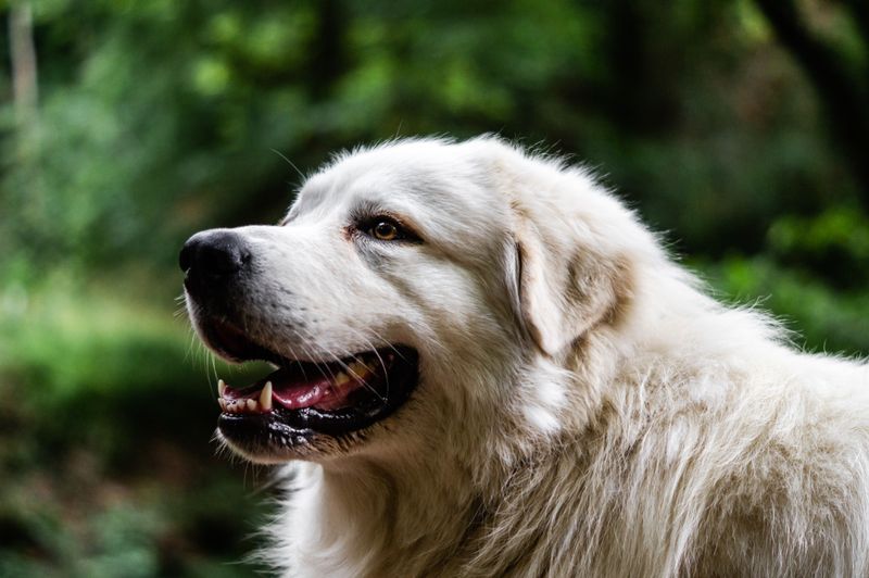 Great Pyrenees