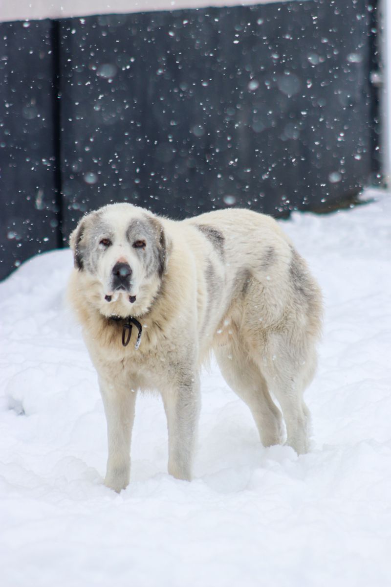 Great Pyrenees Is Comfortable In Cold Weather