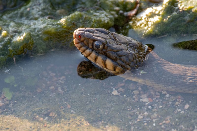 Cottonmouths Really Do Live Near Water