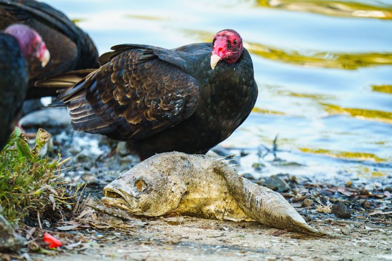 Skip Dead Fish And Animal Carcasses