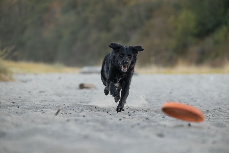 Flat-Coated Retriever