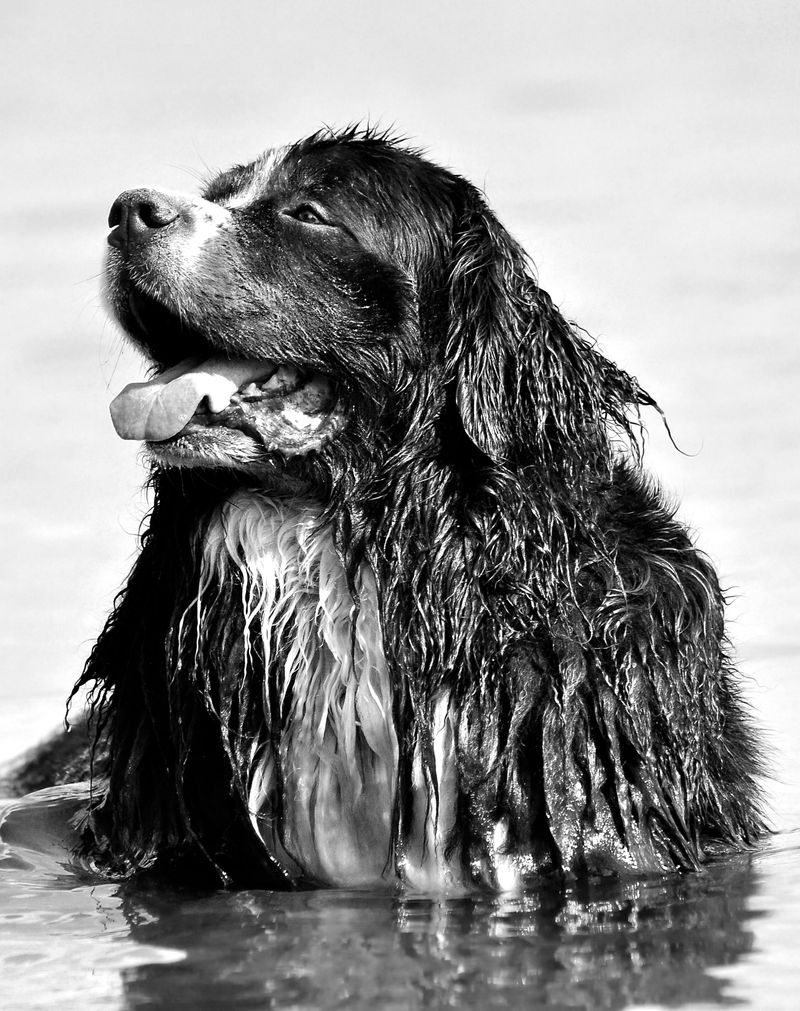 Newfoundland