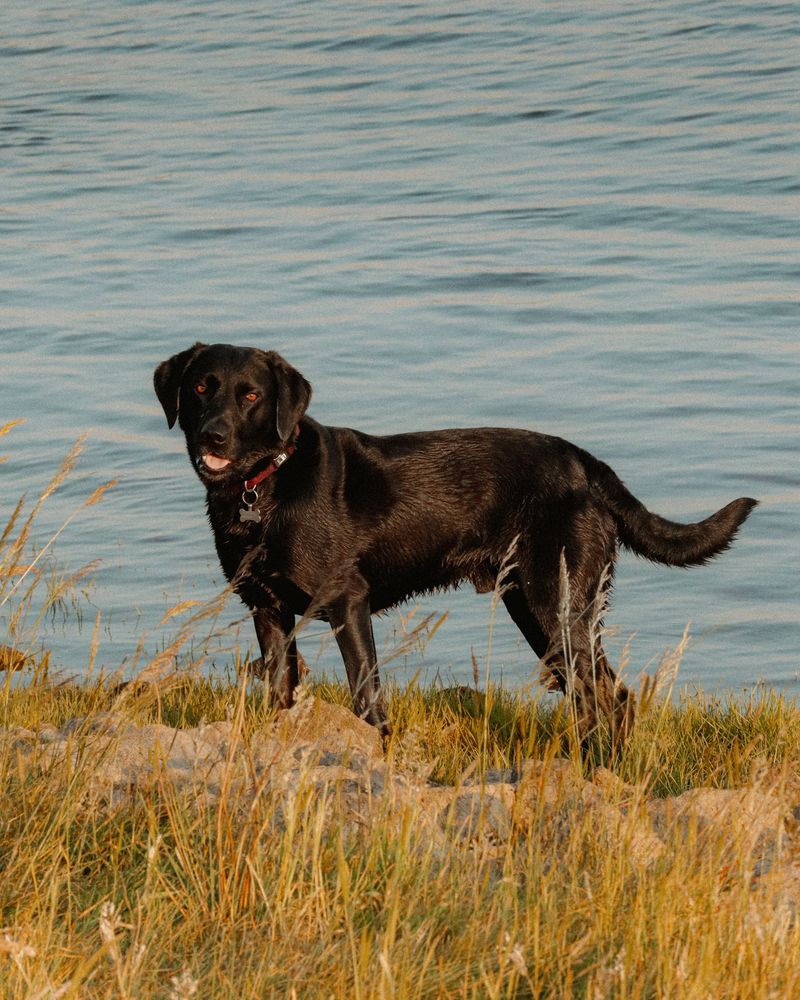 Flat-Coated Retriever