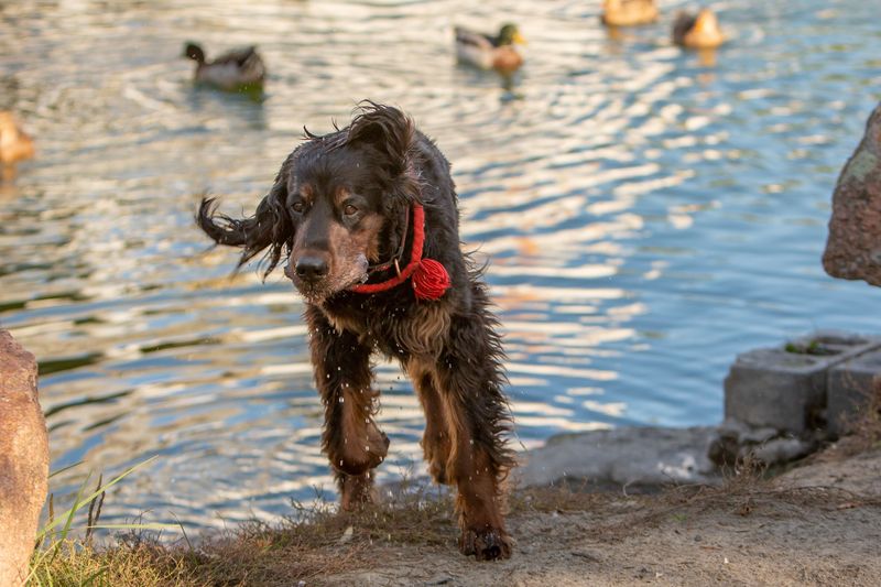 Boykin Spaniel