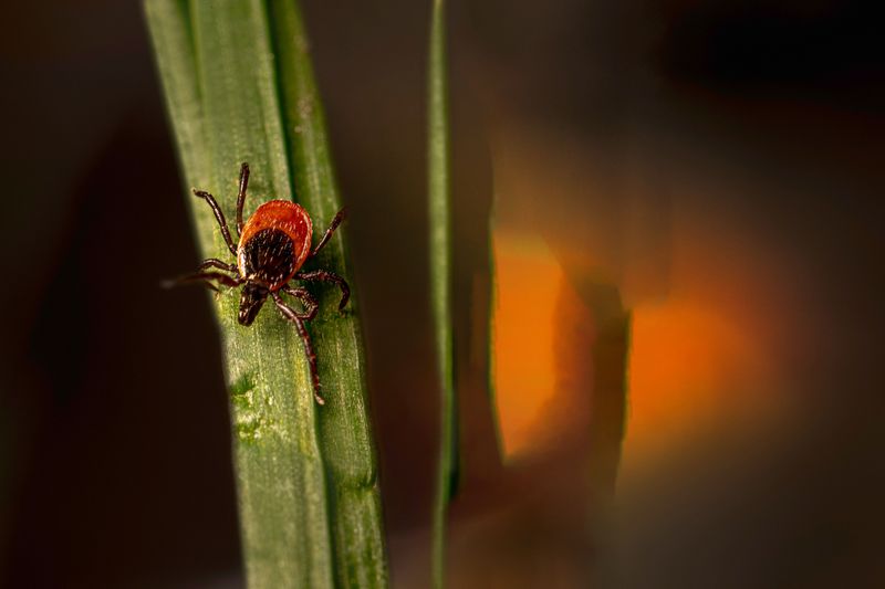 Many Ticks Are Still On The Move