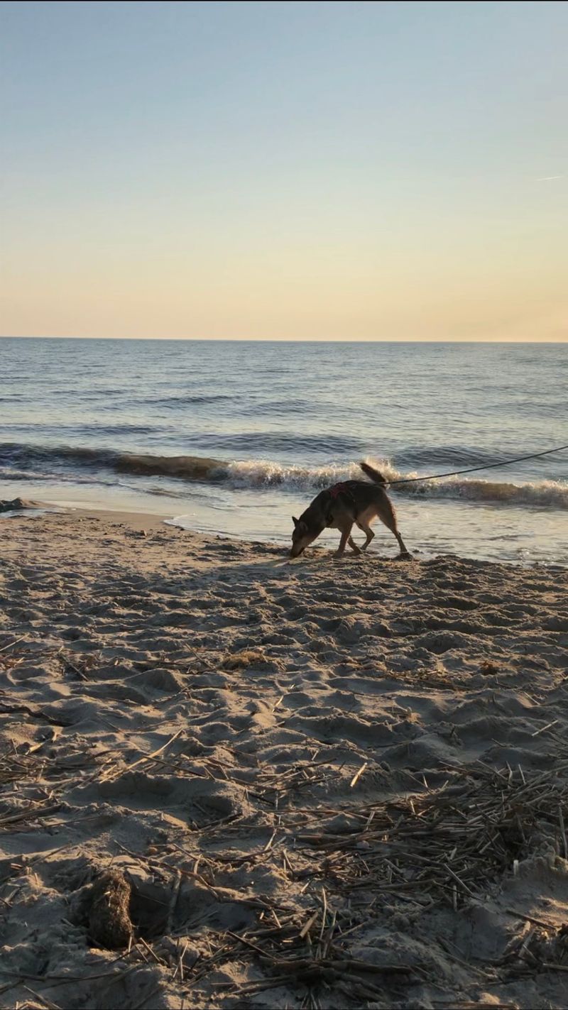 Cape May Beach