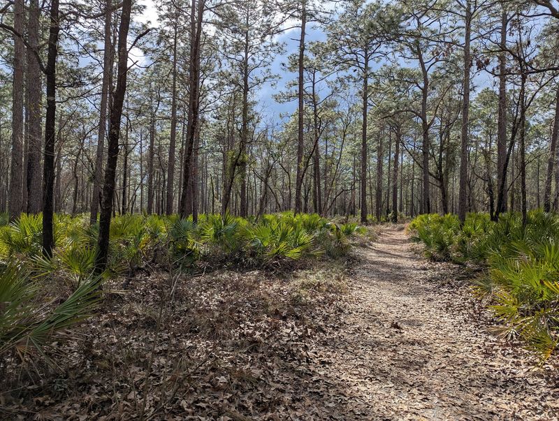 Woodland Trails at Laura S. Walker State Park